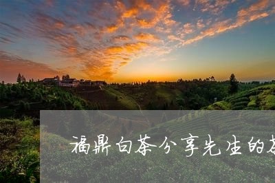 福鼎白茶分享先生的茶价格/2023110963934