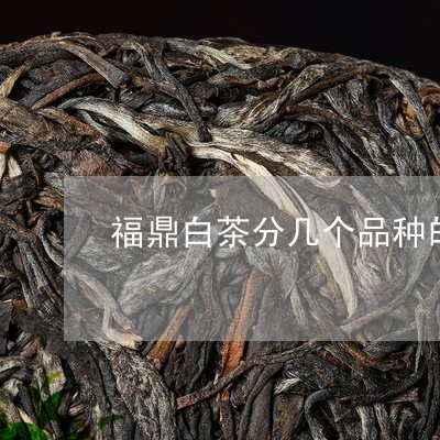 福鼎白茶分几个品种的茶/2023092558481