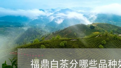 福鼎白茶分哪些品种好/2023120889503