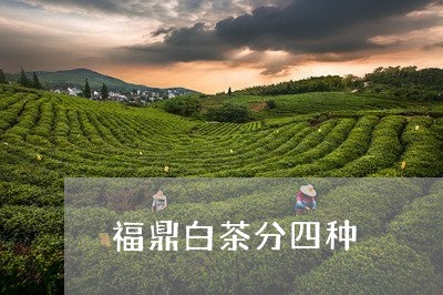 福鼎白茶分四种/2023112525830