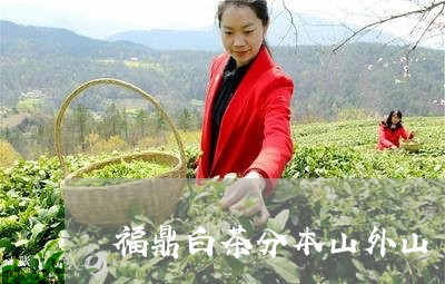 福鼎白茶分本山外山/2023120334039