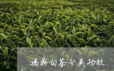 福鼎白茶分类功效/2023112698251