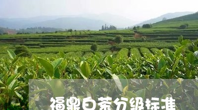 福鼎白茶分级标准/2023112645592