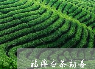 福鼎白茶初善/2023052264847