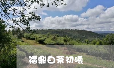 福鼎白茶初曦/2023052207169