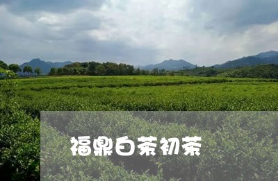 福鼎白茶初茶/2023052205247