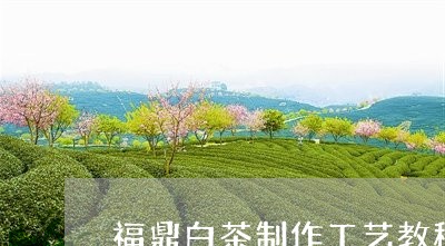 福鼎白茶制作工艺教程/2023062974814