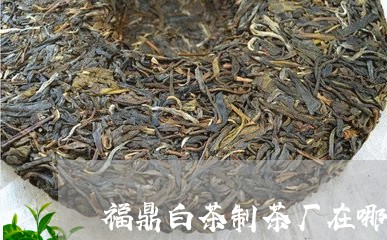 福鼎白茶制茶厂在哪里/2023120740271