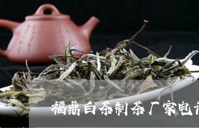 福鼎白茶制茶厂家电话多少/2023110955396