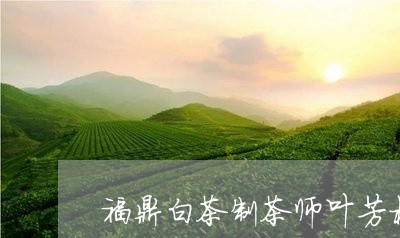 福鼎白茶制茶师叶芳杨/2023091503707