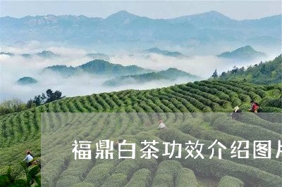 福鼎白茶功效介绍图片大全/2023042520713