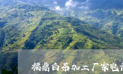 福鼎白茶加工厂家电话多少/2023110932036