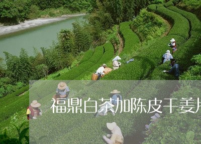 福鼎白茶加陈皮干姜片/2023091597573