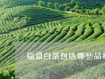 福鼎白茶包括哪些品种茶/2023092297048