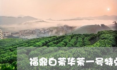 福鼎白茶华茶一号特点/2023092020572