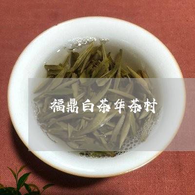 福鼎白茶华茶村/2023112509470