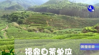 福鼎白茶单位/2023052283835