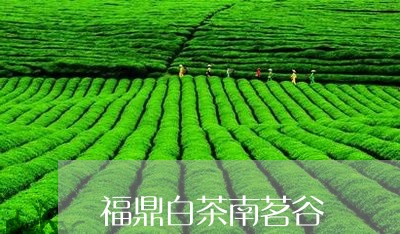 福鼎白茶南茗谷/2023112568470