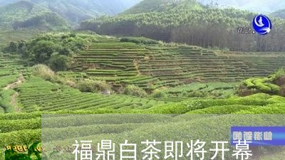 福鼎白茶即将开幕/2023082639501