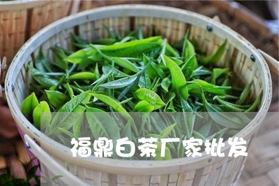 福鼎白茶厂家批发/2023090584915