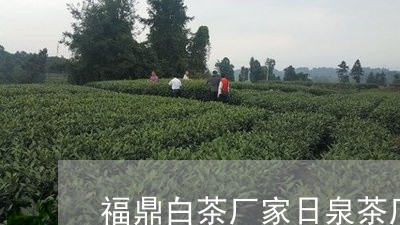 福鼎白茶厂家日泉茶厂/2023120882936