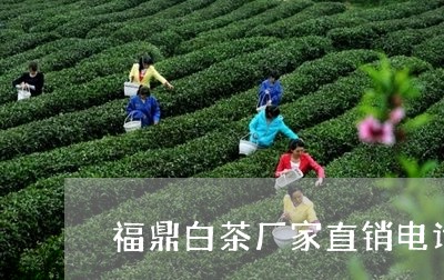 福鼎白茶厂家直销电话多少/2023110970926