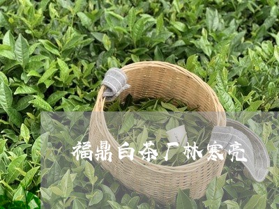 福鼎白茶厂林寒亮/2023112595947