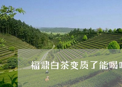 福鼎白茶变质了能喝吗/2023120827180