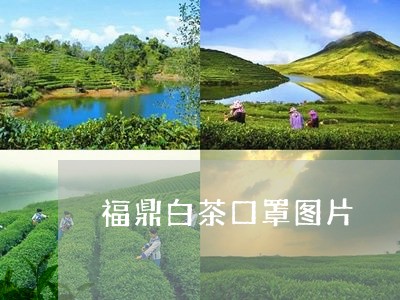 福鼎白茶口罩图片/2023071223018