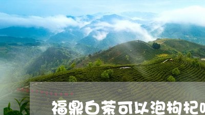 福鼎白茶可以泡枸杞吗/2023120885057