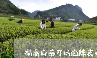 福鼎白茶可以泡陈皮吗/2023091512605