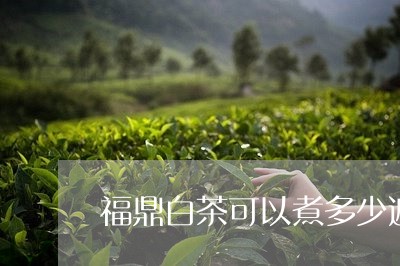 福鼎白茶可以煮多少遍/2023120790793