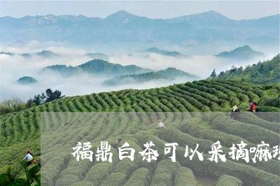 福鼎白茶可以采摘嘛现在/2023092115359