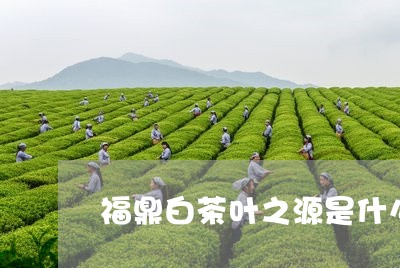 福鼎白茶叶之源是什么茶/2023111590695