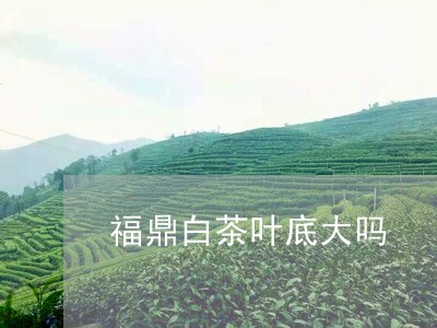 福鼎白茶叶底大吗/2023112536139