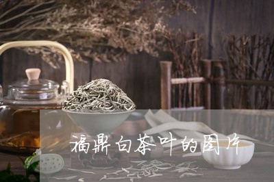 福鼎白茶叶的图片/2023071219673