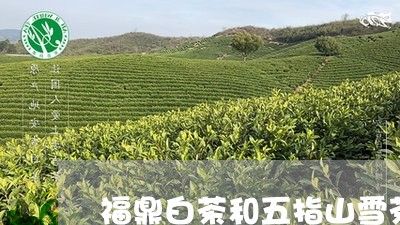 福鼎白茶和五指山雪茶/2023120713917