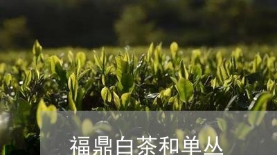 福鼎白茶和单丛/2023112580414