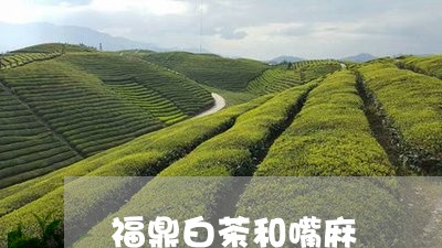 福鼎白茶和嘴麻/2023112563048