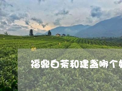 福鼎白茶和建盏哪个好喝/2023092237168