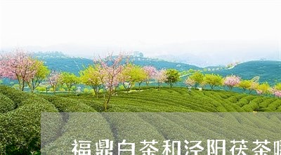 福鼎白茶和泾阳茯茶哪个好喝/2023062910504