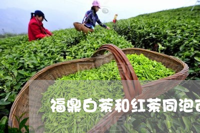 福鼎白茶和红茶同泡可以吗/2023042645072