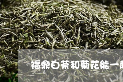 福鼎白茶和菊花能一起泡吗/2023110992818