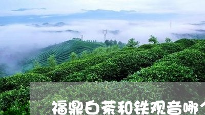 福鼎白茶和铁观音哪个贵/2023092167958