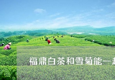 福鼎白茶和雪菊能一起吃吗/2023042642815