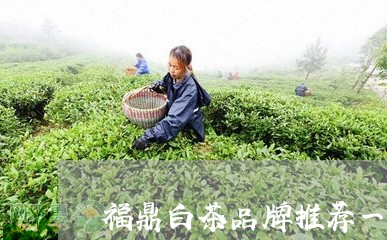 福鼎白茶品牌推荐一下/2023110929462