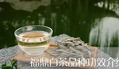 福鼎白茶品种功效介绍/2023092056240