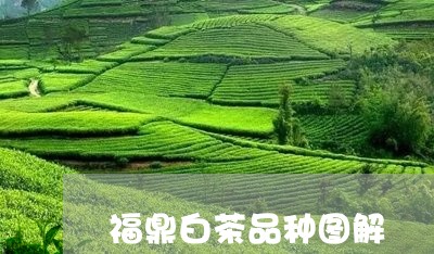 福鼎白茶品种图解/2023071212625