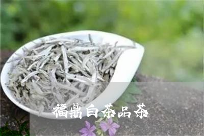 福鼎白茶品茶/2023042951554