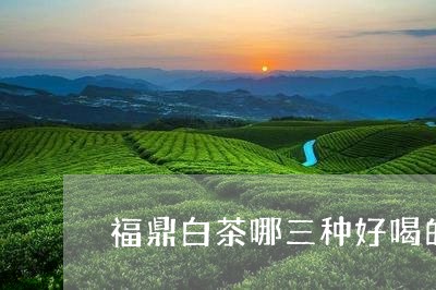 福鼎白茶哪三种好喝的品种/2023042690270